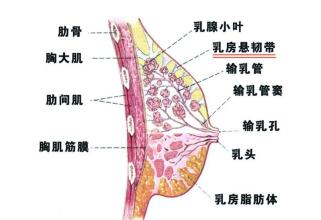 超声波自体脂肪丰胸会不会伤害到乳腺?350 超声波自体脂肪丰胸会不会伤害到乳腺?350