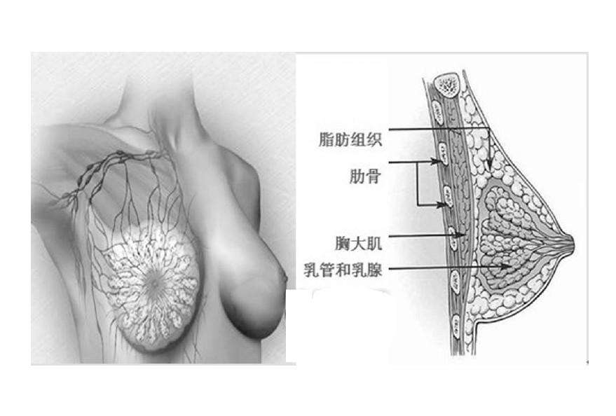 科学合理健康丰乳方法——超声波自体脂肪丰胸487 科学合理健康丰乳方法——超声波自体脂肪丰胸487
