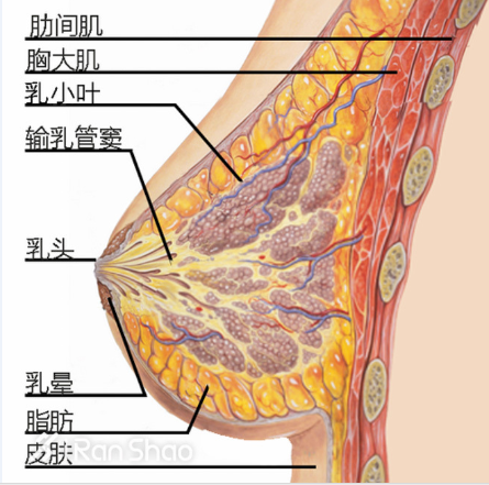 超 声 波自体脂肪丰胸,让wǒ大放光彩 超 声 波自体脂肪丰胸,让wǒ大放光彩
